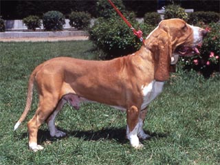 sabueso espanyol cuerpo