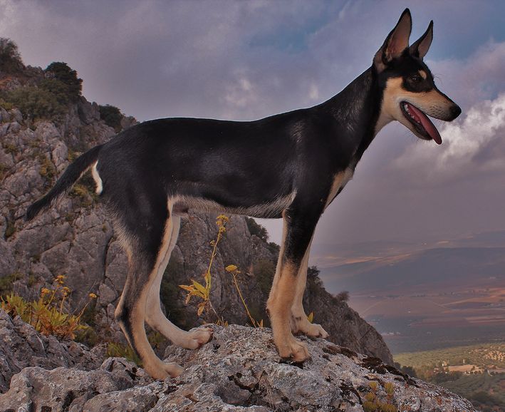 Podenco Orito Espanyol