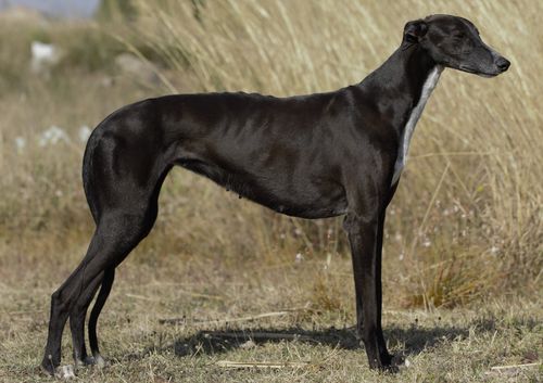 Galgo Espanyol cuerpo