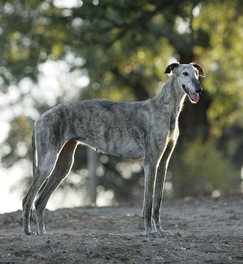 Galgo espanyol