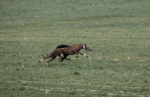 Galgo espanyol1