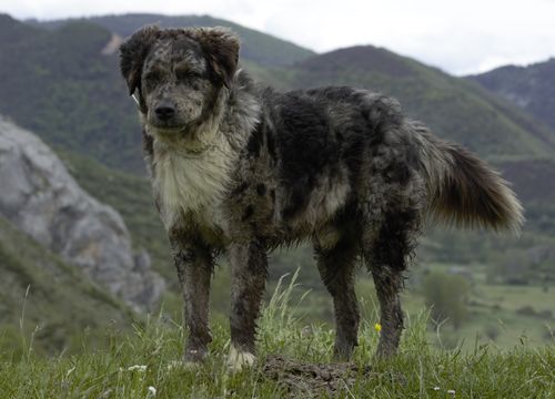 Perro Leones Pastor cuerpo