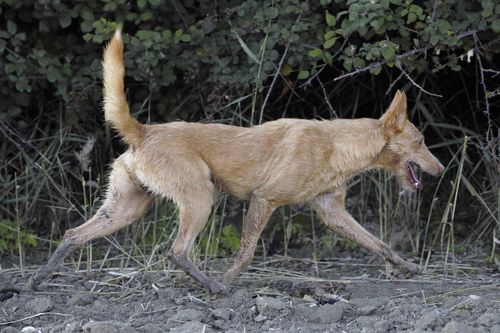 podenco andaluz cuerpo