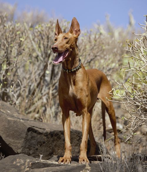 podenco canario cuerpo