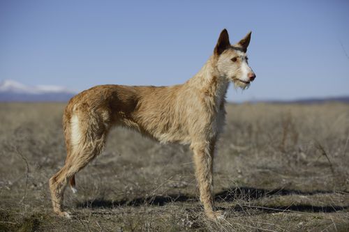 Podenco Ibicenco cuerpo