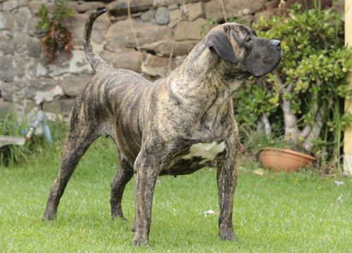 Dogo Canario cabeza 