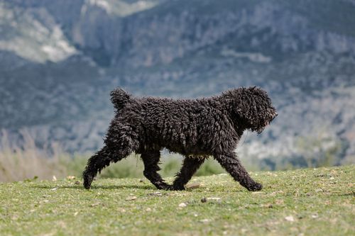 Perro agua