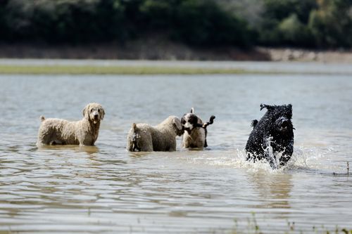 Perro agua1