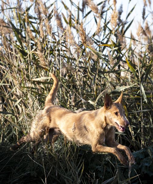 Podenco Andaluz1