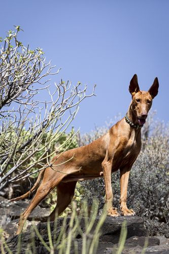 Podenco Canario