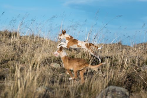 Podenco ibicenco1