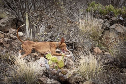 Podenco Canario1