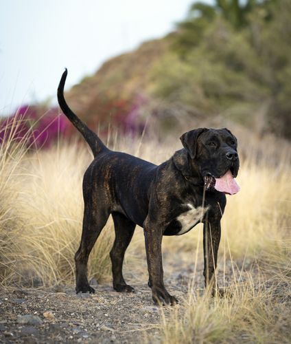 Presa Canario