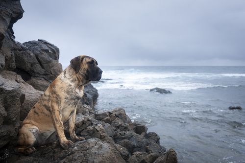 Presa canario1