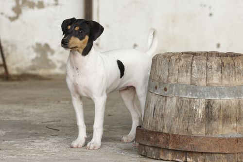 Ratonero Bodeguero cabeza