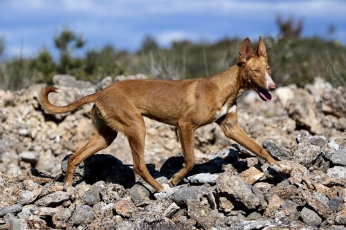 Podenco Valenciano cuerpo