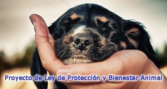 Proyecto de Ley de Protección de Bienestar Animal