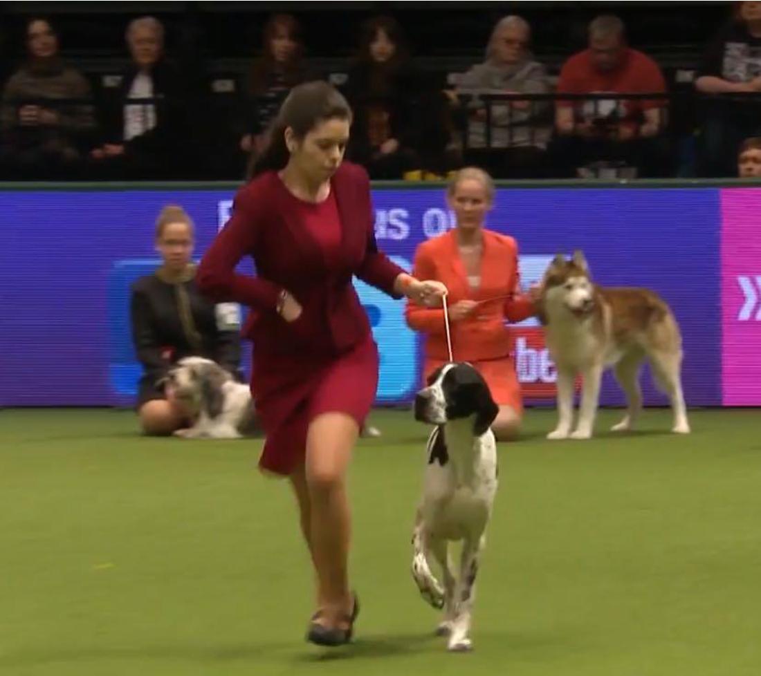 Crufts 2017 Foto Macarena Rueda