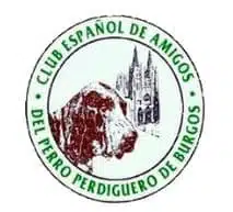 Perdiguero de Burgos