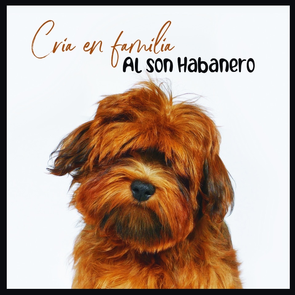 AL SON HABANERO-logo
