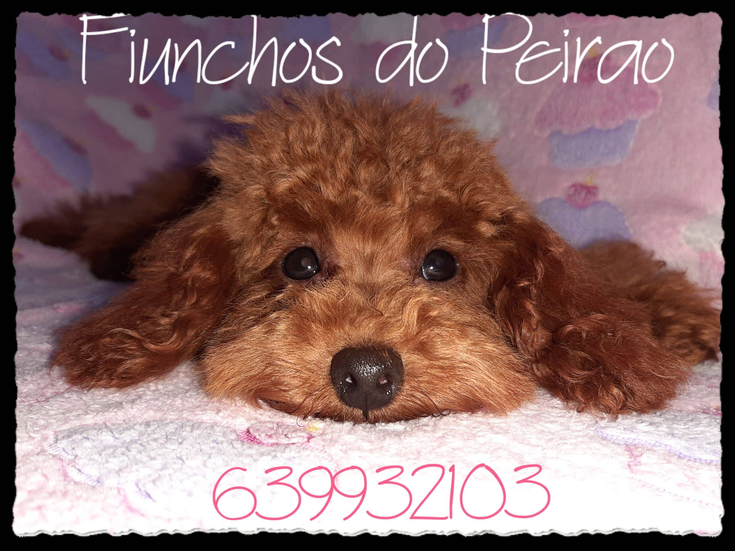 DOS FIUNCHOS DO PEIRAO - logo